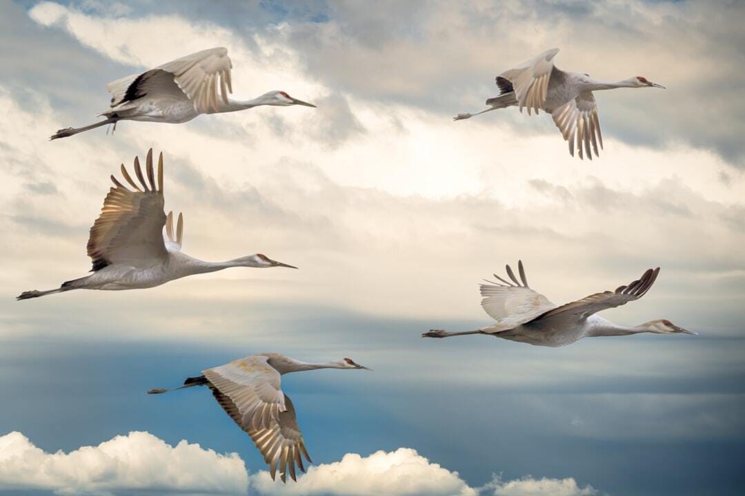 Sandhill Cranes against a cloudy sky.