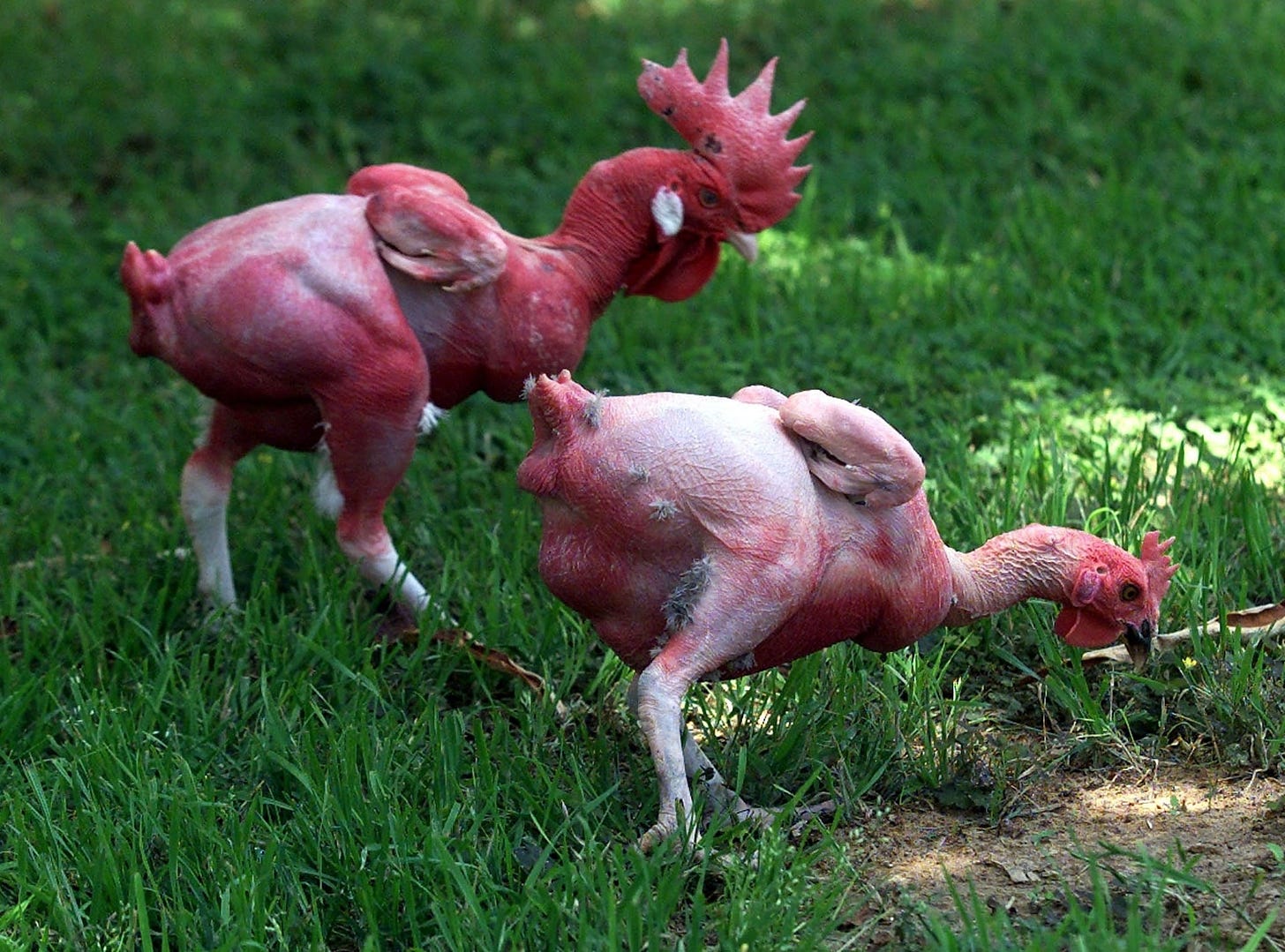 https://nextnature.net/media/pages/magazine/story/2006/featherless-chicken/2158b93b18-1602632752/featherless-chicken.jpg