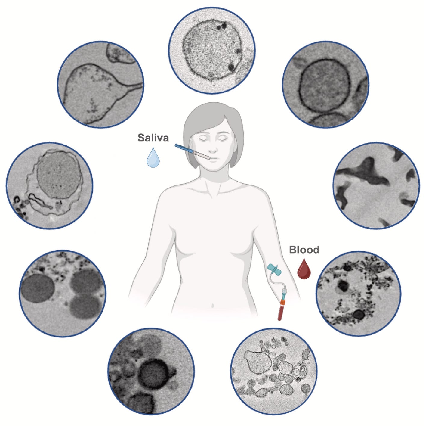 Schematic of the catalog of circulating particles across human saliva and blood-derived biofluids.