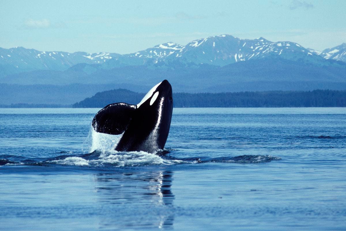 Killer whale