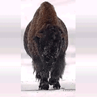 She Don't Lie She Don't Lie She Don't Lie. Tabs, Fri., Jan. 9, 2026