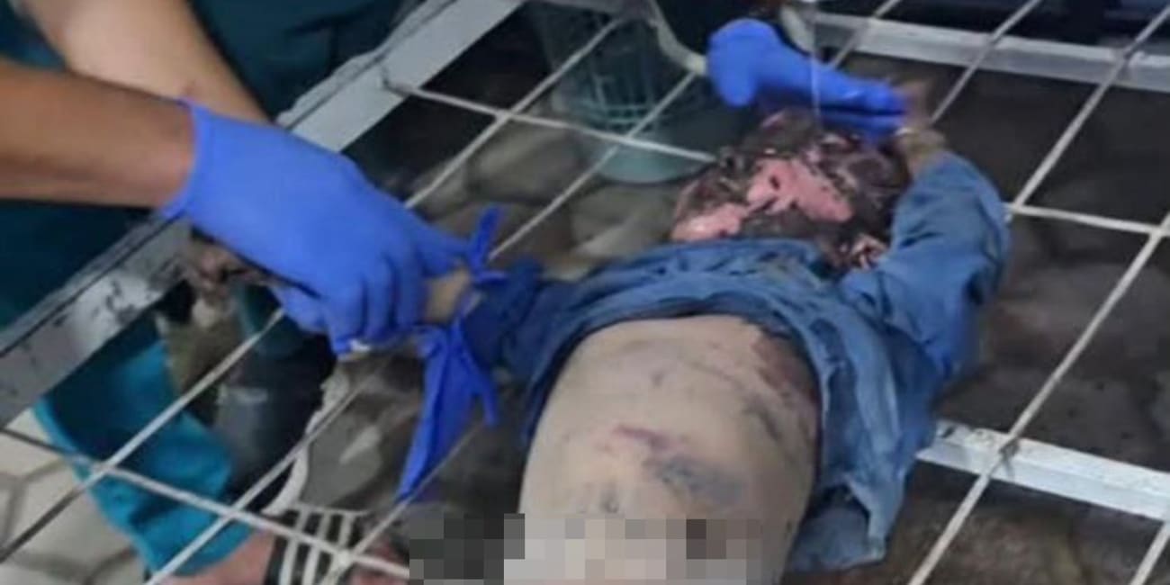 I am going to force you to see the 36 Palestinians Israel just slaughtered over the past 24 hours during this fake ceasefire.