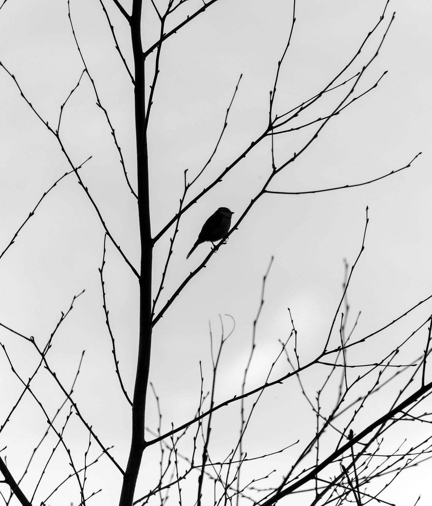 Photo by Thomas  De Meyer: https://www.pexels.com/photo/silhouette-of-bird-on-bare-tree-branch-at-sunset-31090936/