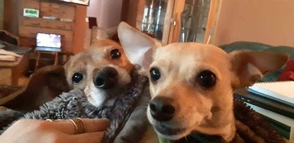 Beagle on left and Chihuahua on right, laying on author's lap