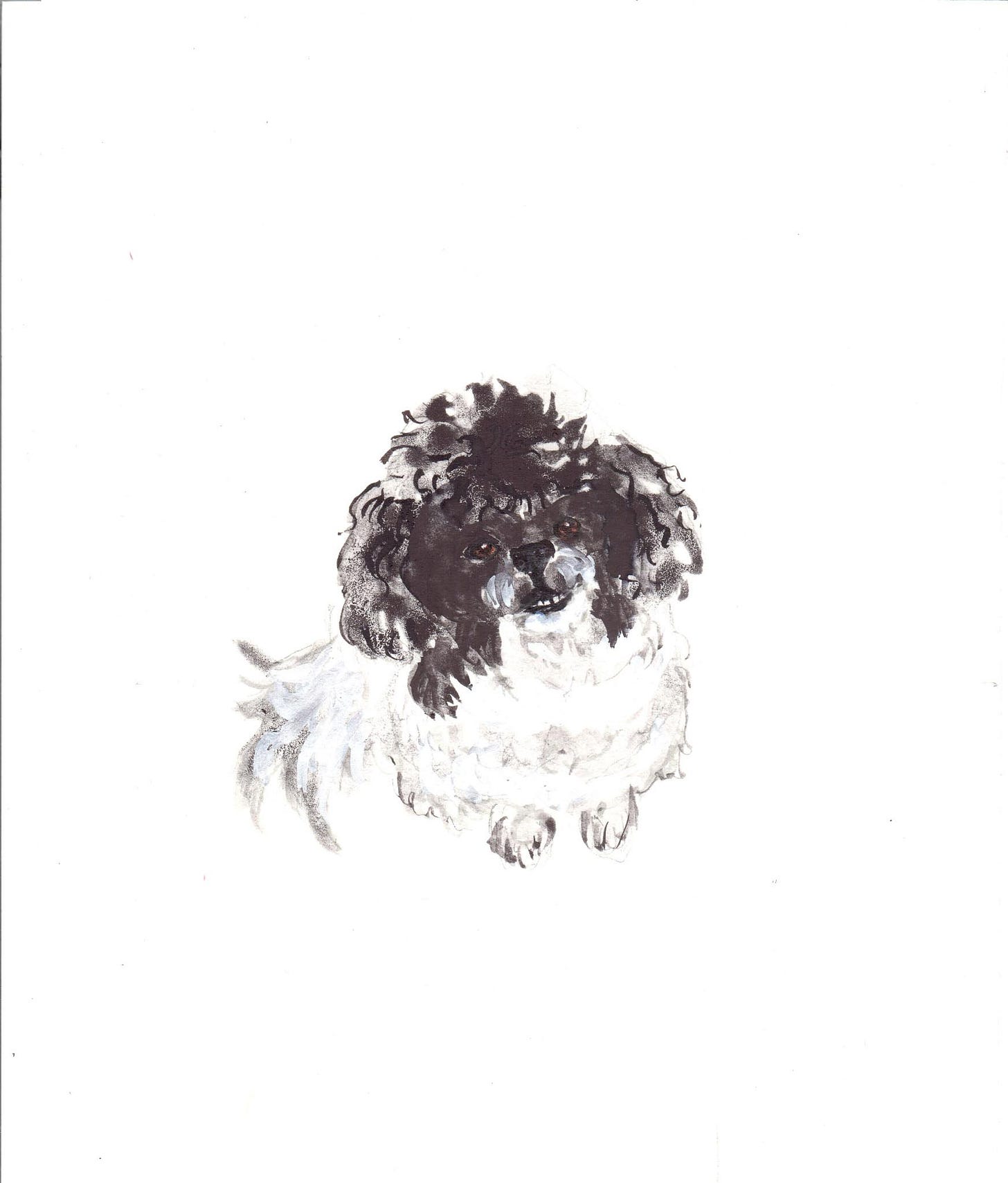Black and White Shitzu