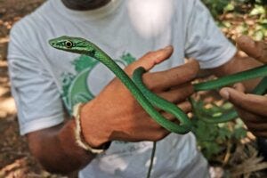 Ricardo Rocha with a Príncipe Green Snake (Hapsidophrys principis), endemic from Principe Island. Photo by Patricia Guedes