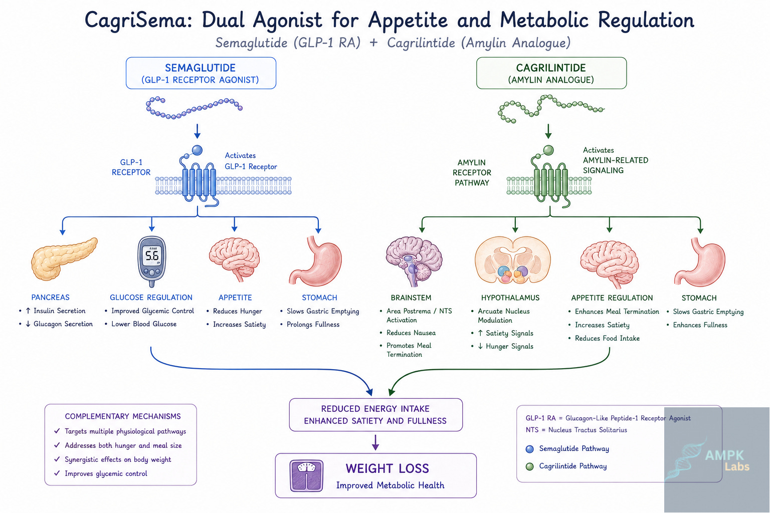 CagriSema Explained: The Weight Loss Drug Combining Amylin and GLP-1