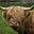 Local Grazer's avatar