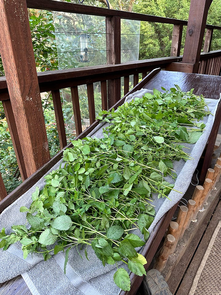mint and papaya garden