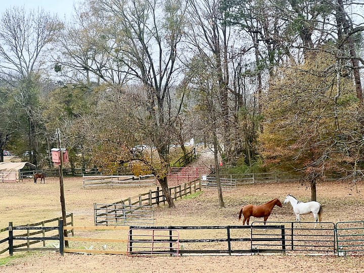 A misty morning at Little Creek Horse Farm