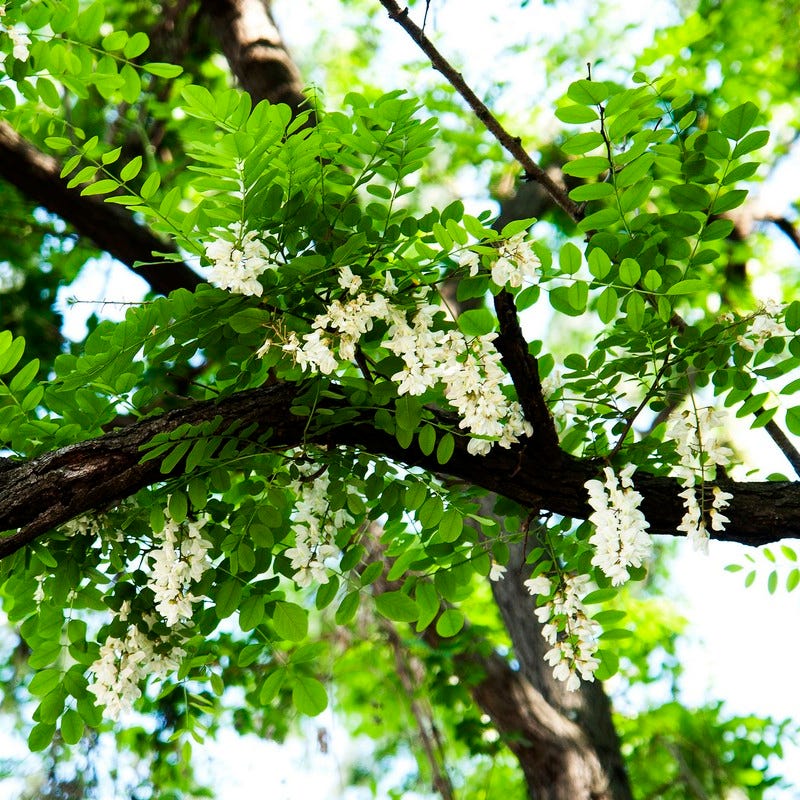 Terra Robinia, Algarve, Portugal