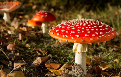 effect-magic-mushrooms-on-brain-1 effect-magic-mushrooms-on-brain-1