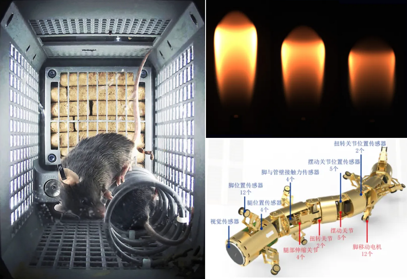 Two mice in their enclosure onboard the Tiangong Space Station (left), various stages of a flame within an experiment cabinet (top right), and the design of a microgravity pipeline inspection robot (bottom right).