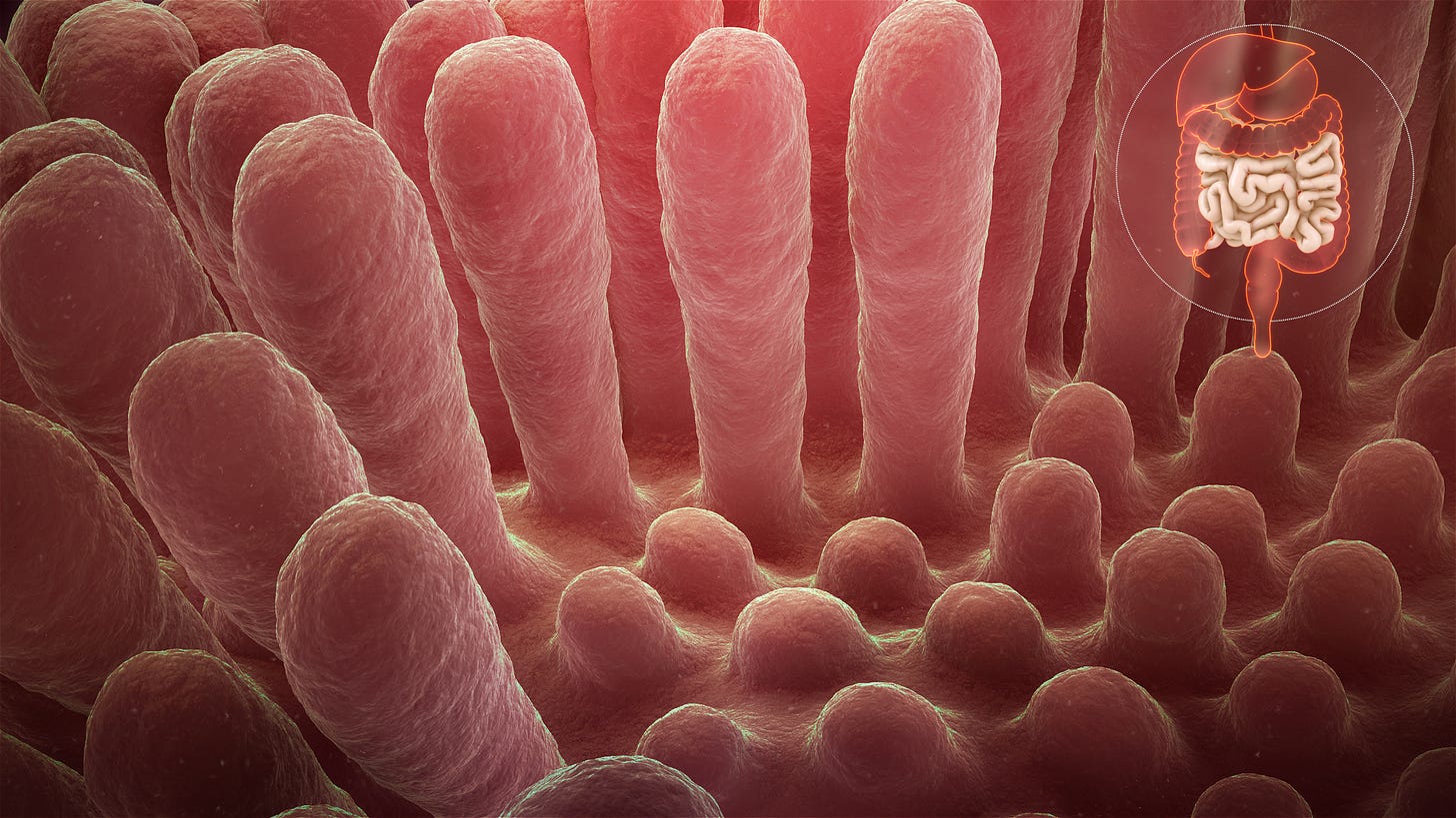 File:Inflammed mucous layer of the intestinal villi depicting Celiac disease.jpg - Wikimedia Commons File:Inflammed mucous layer of the intestinal villi depicting Celiac disease.jpg - Wikimedia Commons