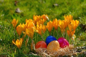 Osternest vor gelben Krokussen Osternest vor gelben Krokussen