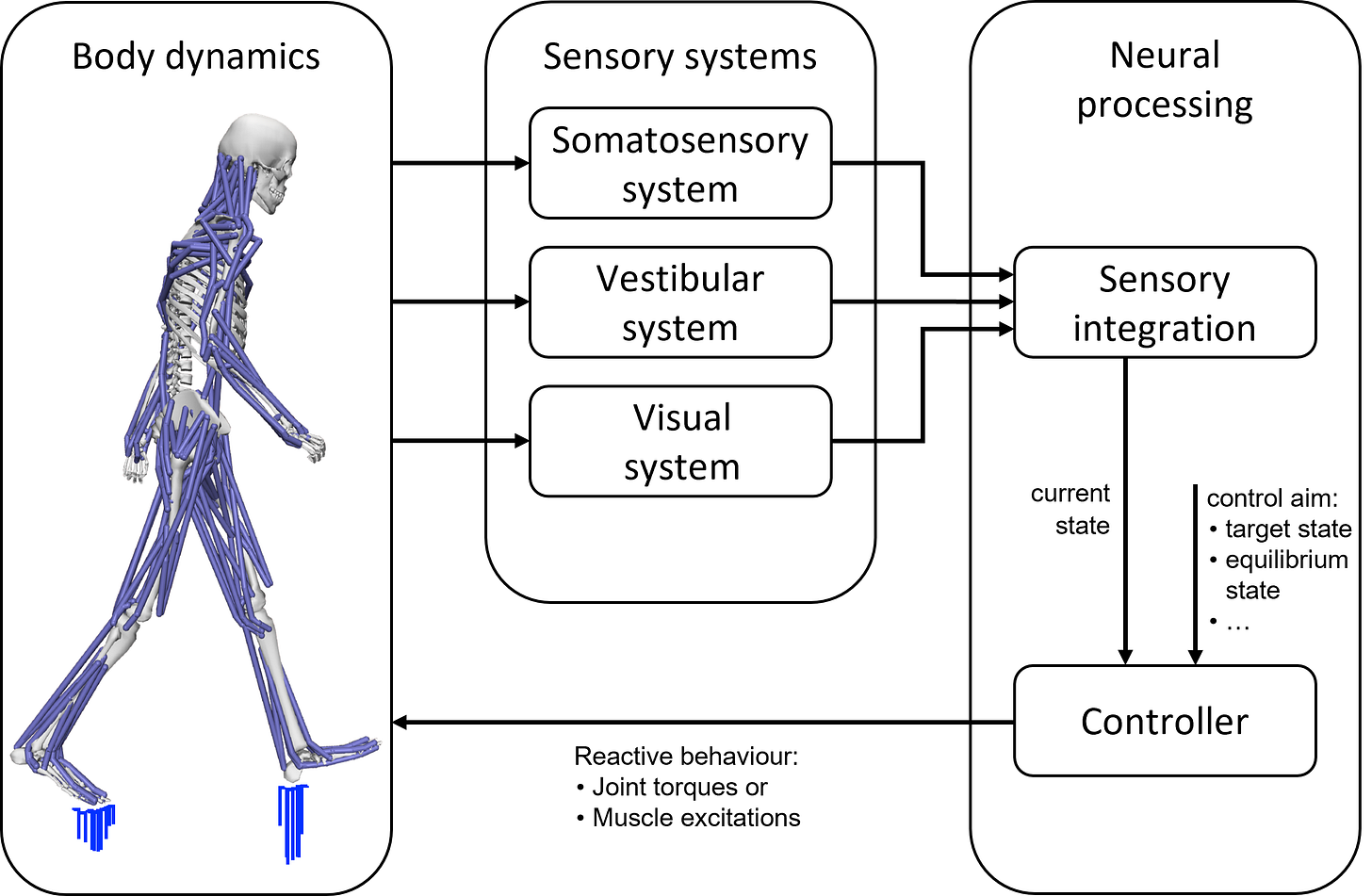 Integration of postural control in human biomechanical simulations ...
