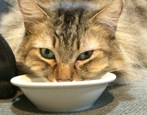 Chase Looking Over Dish Soup for Cats Chase Looking Over Dish Soup for Cats