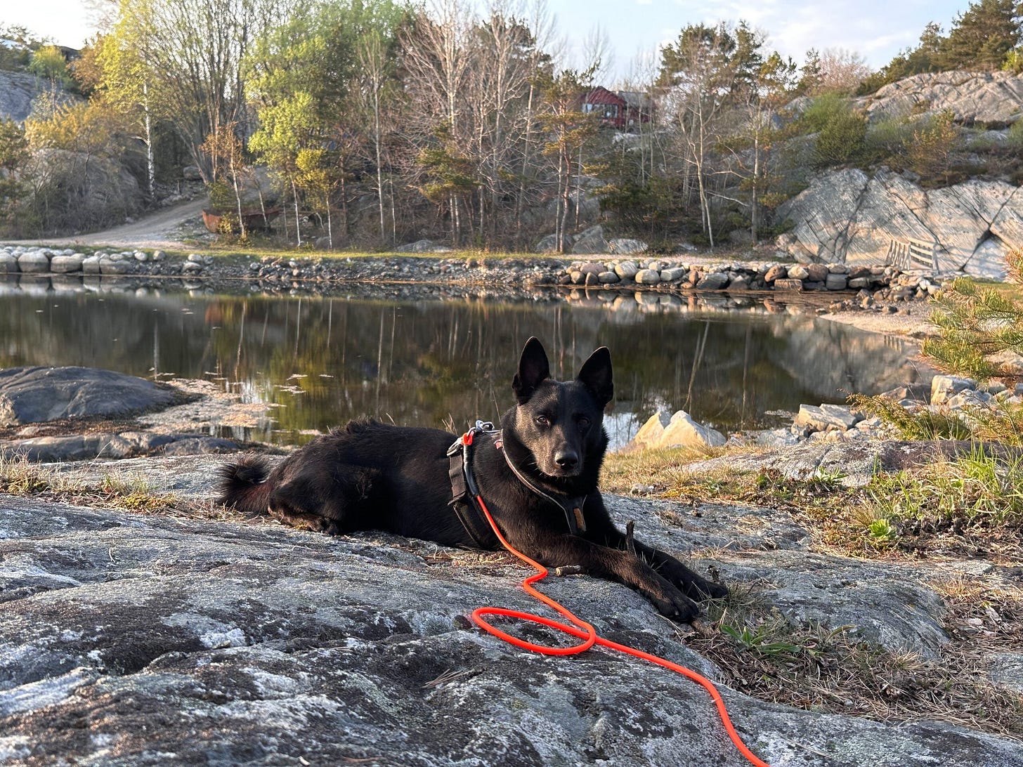 Dette bildet mangler alt-tekst; dets filnavn er 2023-mai-danehavn-1-YKbJObkBbxfVMn2b-scaled.jpg