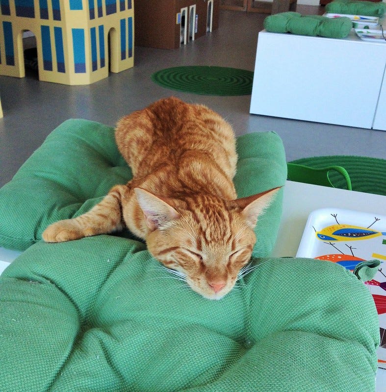 Ginger Cat Sleeping Ginger Cat Sleeping