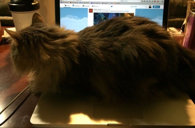 Kali on my computer, on my desk.