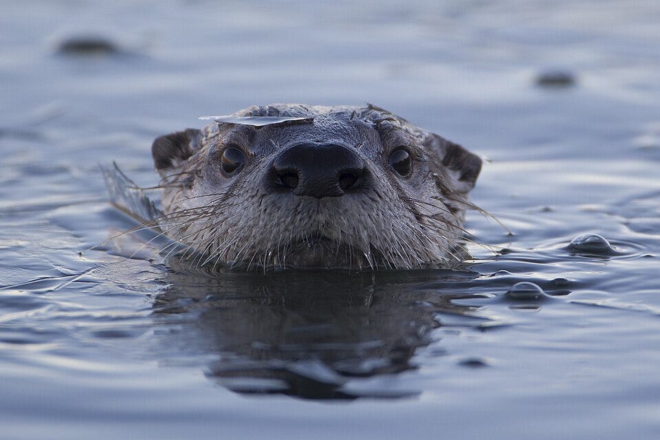 File:Icy otter (50970034352).jpg