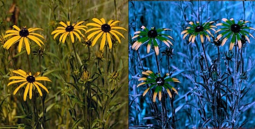 Human vs. Bee's eye view of Rudbeckia