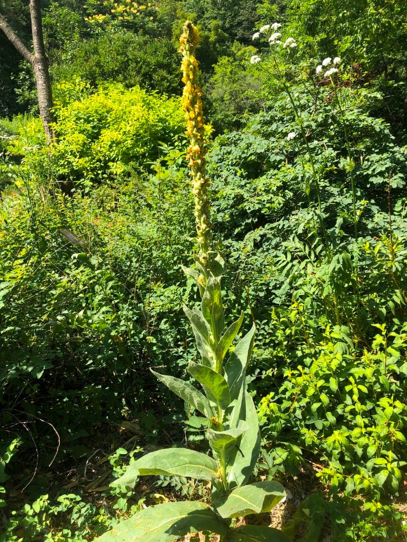 Common Mullein Common Mullein