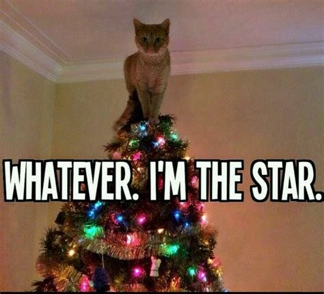 Pin by Jane Doe on Funny Cats | Cats, Christmas cats, Funny animal pictures