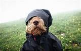 Funny Dog Dp Photos, Download The BEST Free Funny Dog Dp Stock Photos & HD Images Funny Dog Dp Photos, Download The BEST Free Funny Dog Dp Stock Photos & HD Images