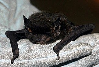 Lasionycteris noctivagans (silver-haired bat) | INFORMATION | Animal  Diversity Web