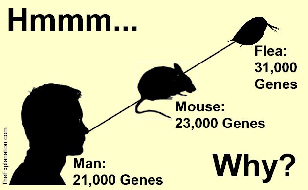 Man has about 21,000 genes, a mouse has 23,000 and a water flea has 31,000 genes the most of any animal. How can this be? Man has about 21,000 genes, a mouse has 23,000 and a water flea has 31,000 genes the most of any animal. How can this be?