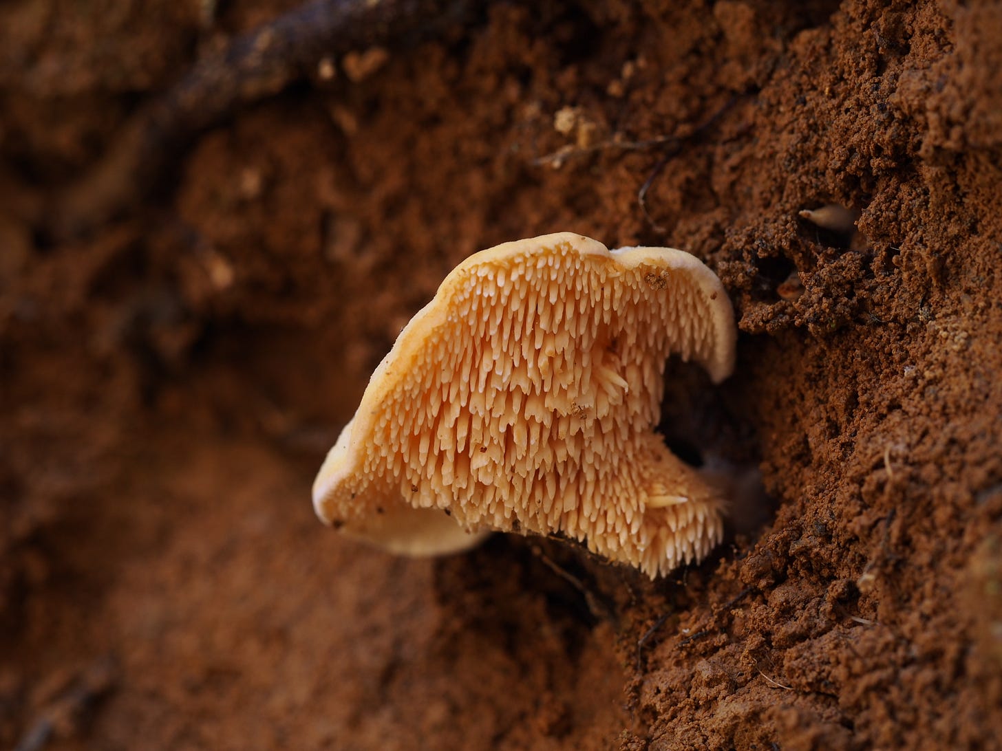 Hydnum crocidens var. wellingtonii 