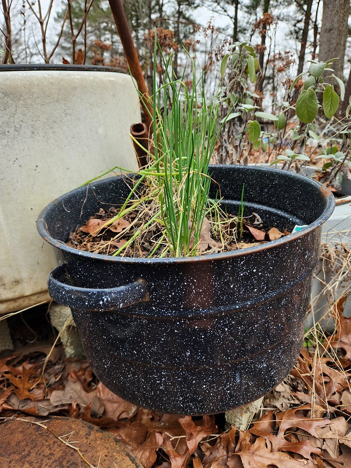 A collection of discarded vessels repurposed for planting herbs.
