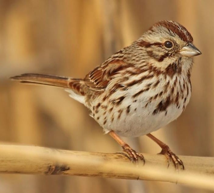 Song Sparrow Overview, All About Birds, Cornell Lab of Ornithology Song Sparrow Overview, All About Birds, Cornell Lab of Ornithology