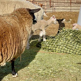 Dairy Sheep Lamb Sales