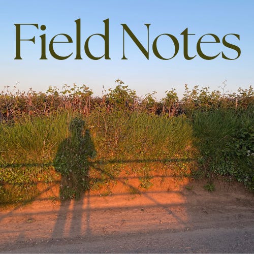 Field Notes by Elizabeth Wainwright