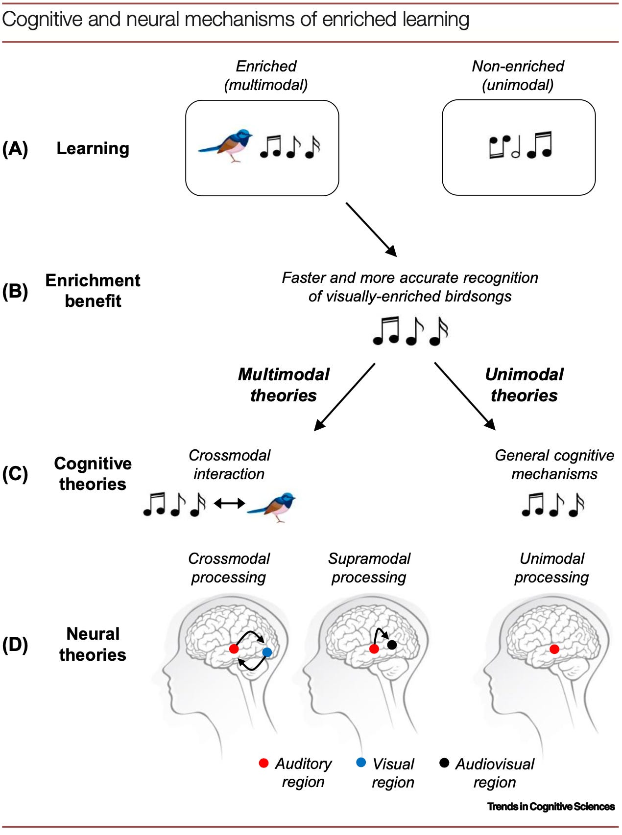 Mathias & von Kriegstein (2023) [same caption as in source material] - (A) In this example, multisensory enrichment is used: birdsong is learned under two conditions. In an enriched learning condition, each song is paired with a picture of a specific bird species. In a non-enriched learning condition, each song is learned with no accompanying visual stimulus. (B) Following learning, enriched birdsongs are recognized faster and more accurately compared with non-enriched birdsongs (enrichment benefit). Multimodal and unimodal theories offer diverging theoretical accounts of enrichment benefits. (C) Cognitive theories. Multimodal theories propose that the recognition of a familiar birdsong can activate its corresponding picture, thereby facilitating the recognition of the birdsong. Unimodal theories propose that general cognitive mechanisms, such as greater attention or the processing of the meaning of an item rather than its surface-level features, during enriched learning, yield enhanced recognition of enriched birdsongs. (D) Neural theories. Multimodal theories come in two possible flavors: crossmodal and supramodal. During crossmodal processing, recognition of an auditory-only presented birdsong after visually enriched learning triggers responses within auditory brain regions (red circle) and crossmodally in visual brain regions (blue circle), which interact. By contrast, during supramodal processing, recognizing the visually enriched birdsong triggers responses within auditory brain regions and audiovisual convergence zones (black circle). According to unimodal theories, enriched birdsong is processed solely by auditory brain regions even after enriched learning. Theoretically, crossmodal, supramodal, and unimodal mechanisms are not mutually exclusive and could operate in parallel.