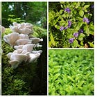 Replace OTC Vitamin D with Herbs Rich in Vitamin D