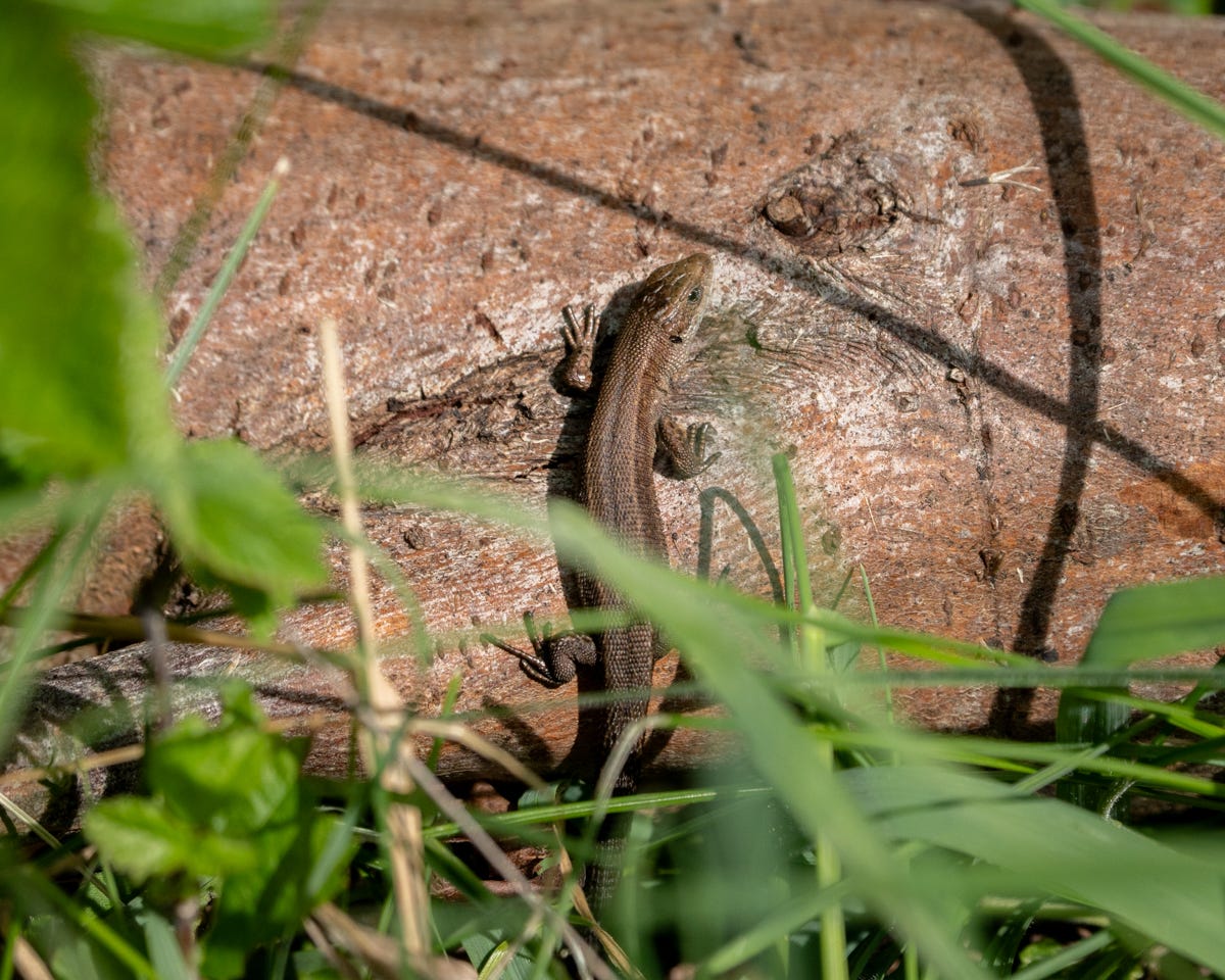 A tiny brown lizard basks in the sun, his head tilted curiously towards the camera