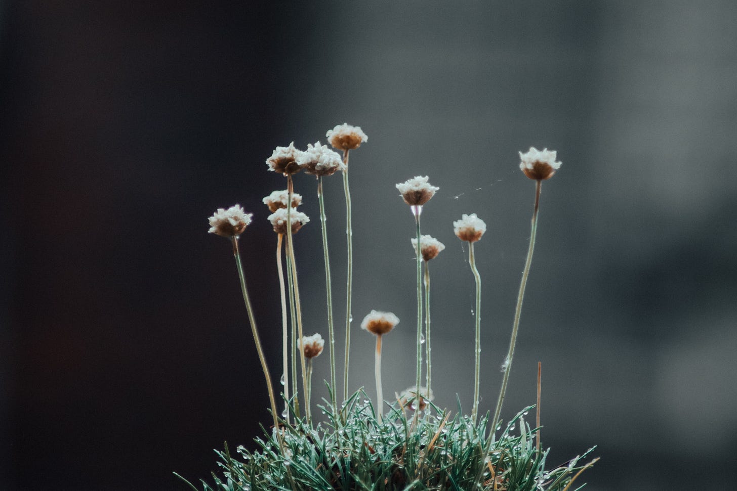 Fotografia a fuoco selettivo di un ciuffo d'erba verde e bagnata dalla rugiada, da cui svettano piccoli fiori bianchi e marroni simili ad Armeria maritima. Lo sfondo è scuro e sfocato, creando un'atmosfera intima e malinconica.