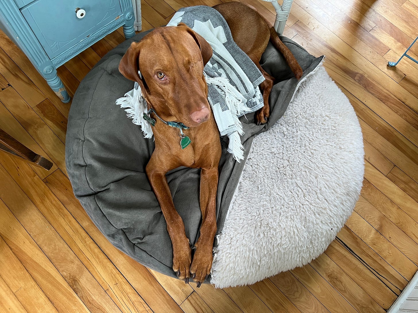 Leif the one-eye vizsla sitting with blanket on him.
