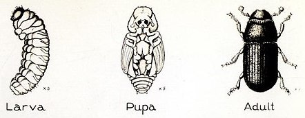 Pine beetle