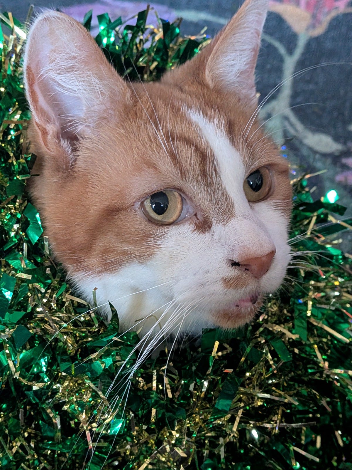 Beigli the ginger tom pokes his head through a bundle of green tinsel