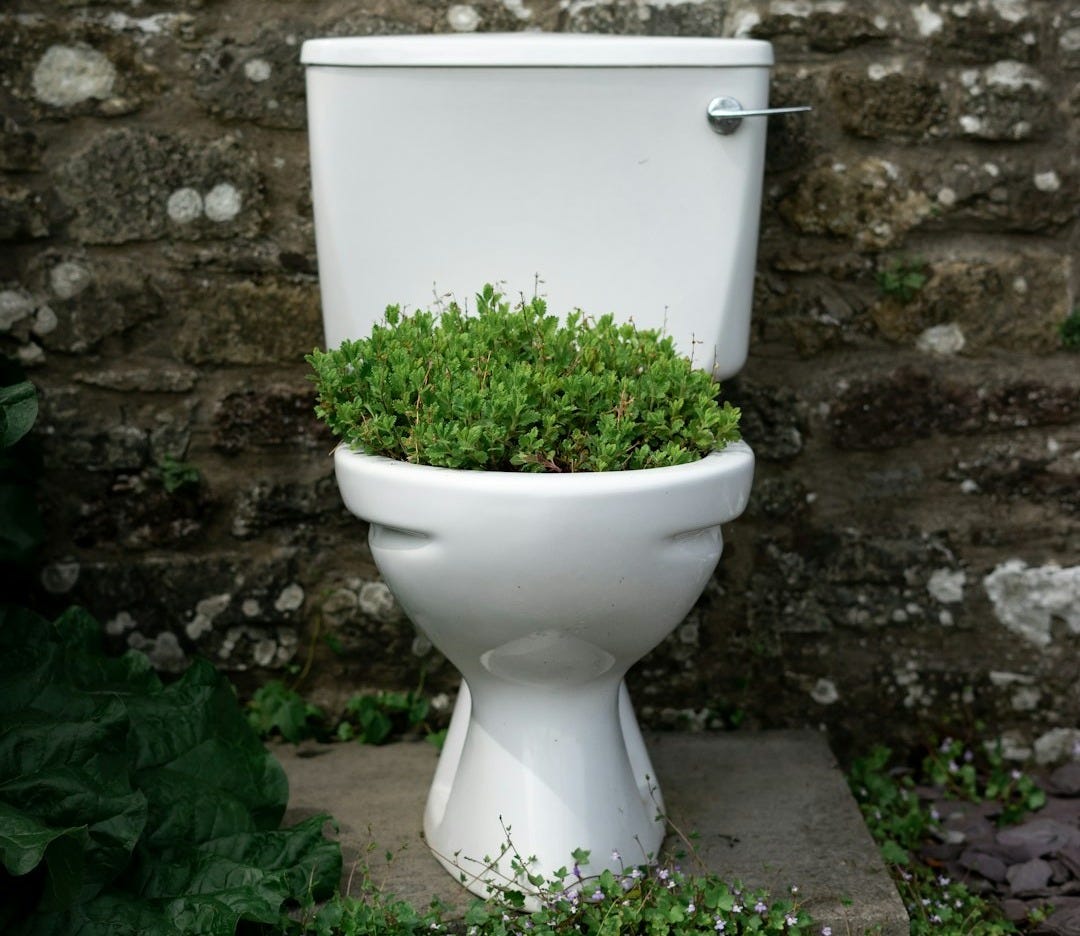 a toilet with a plant growing out of it a toilet with a plant growing out of it