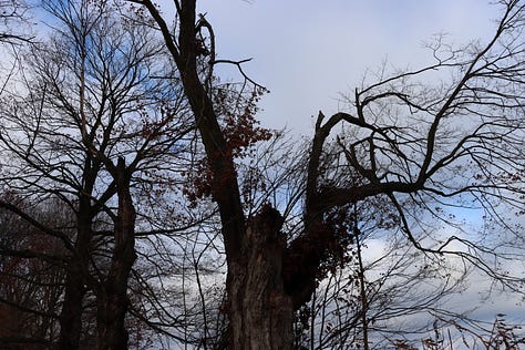 Old maples on borrowed time.