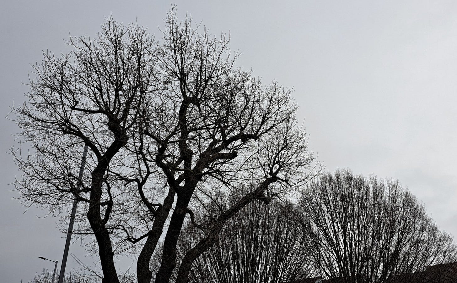 Grey skies and bare trees