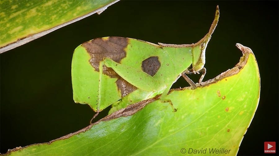 Leaf Mimicking Grasshopper, a master of disguise | The Kid Should See This