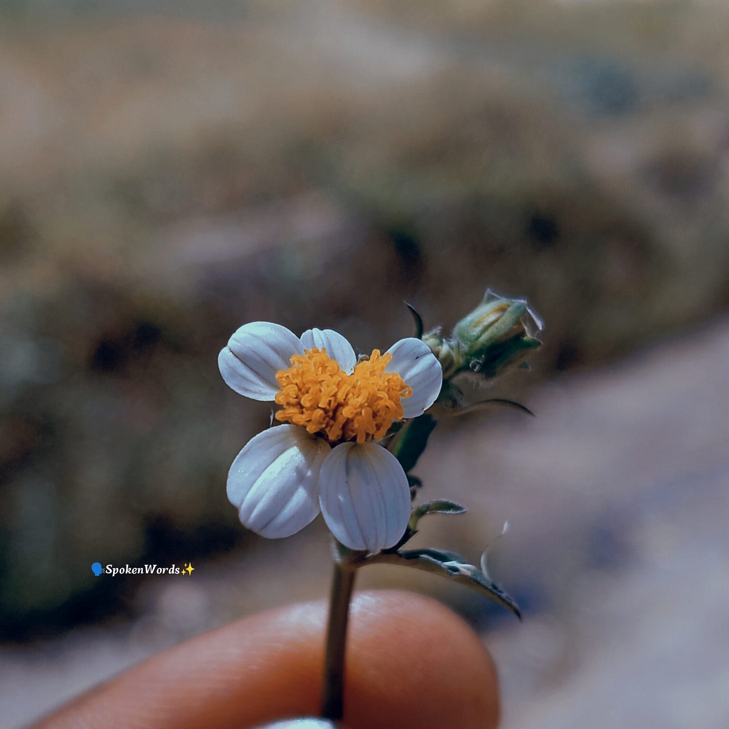 BLOOM - 🗣️SpokenWords ’s Substack