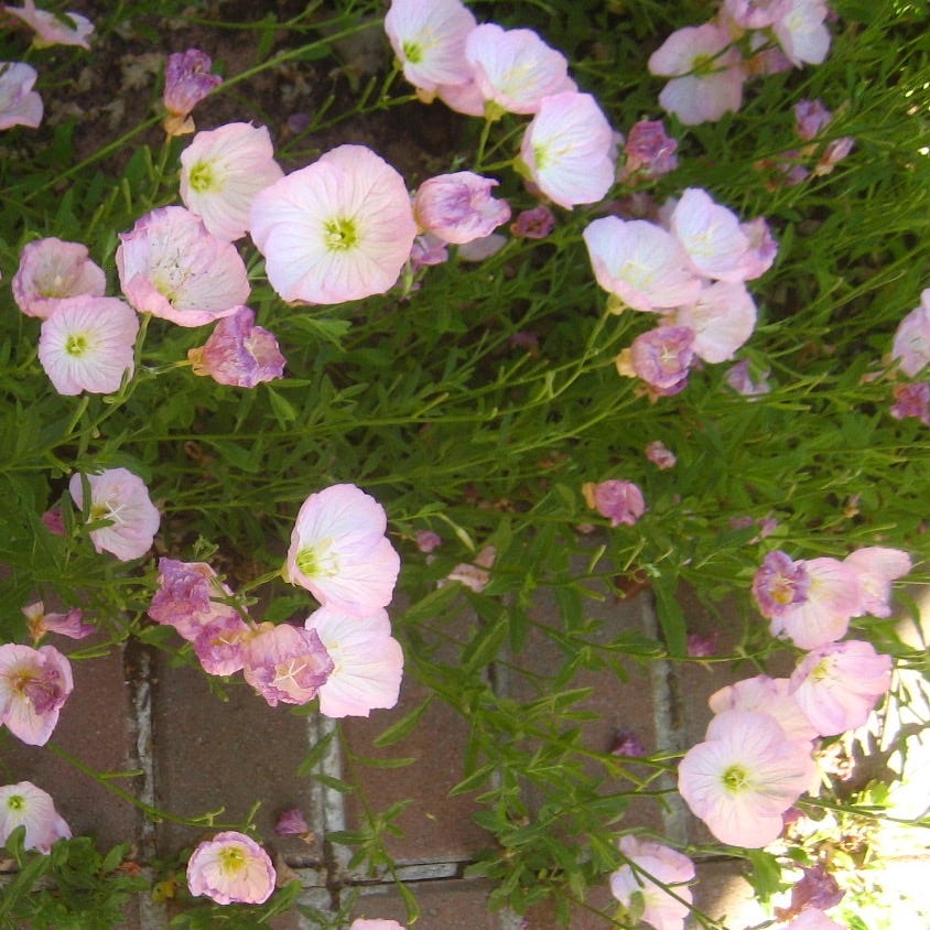 there, inside the garden