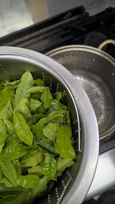 Step by step visuals of green tea leaves from freshly picked to steamed to dried to a pot of tea.
